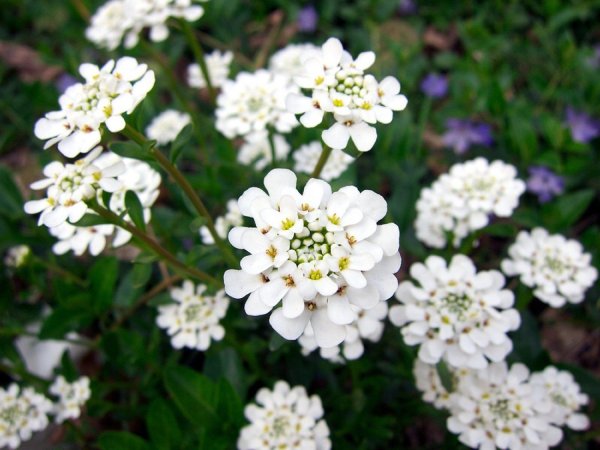 Иберис вечнозеленый — Iberis sempervirens