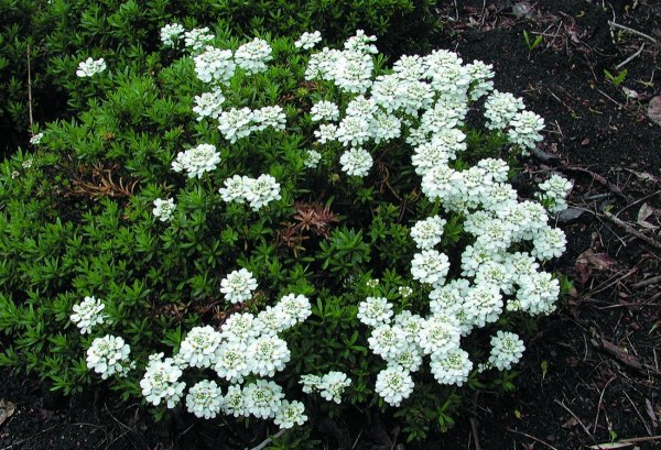 Иберис вечнозеленый — Iberis sempervirens