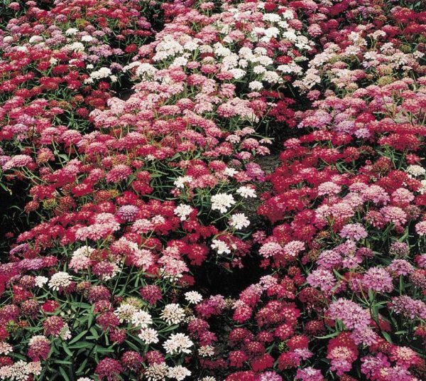 Иберис вечнозеленый — Iberis sempervirens