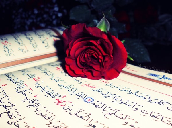Красные розы с Кораном