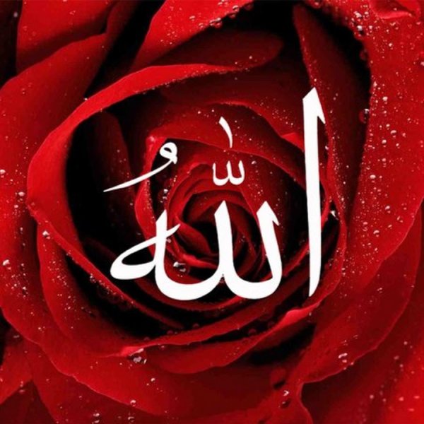 Роза Аллах