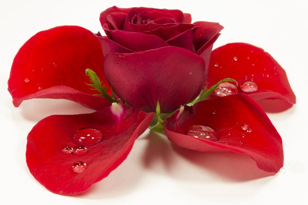 Розовые розы