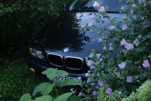 БМВ В цветах