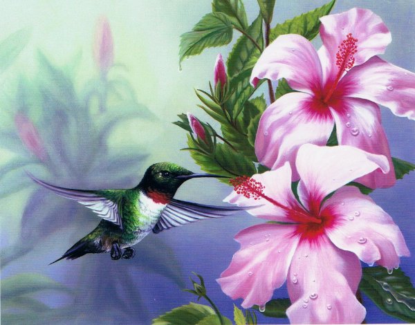 Тропические цветы и Колибри