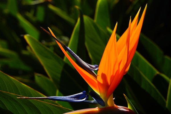 Стрелиция Heliconia