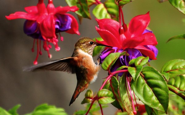 Колибри и цветок