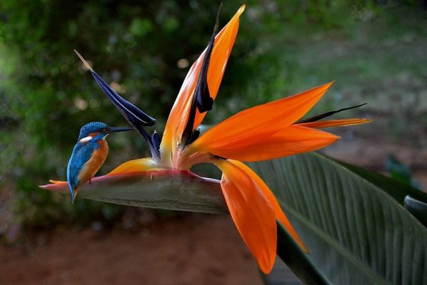 Стрелиция Райская птица