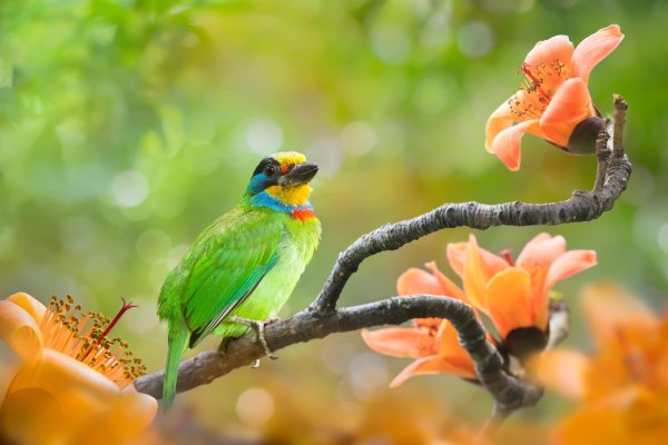 Желтошапочный бородастик