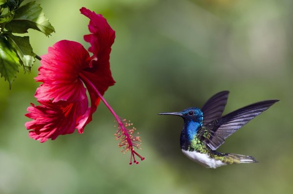 Гибискус и Колибри