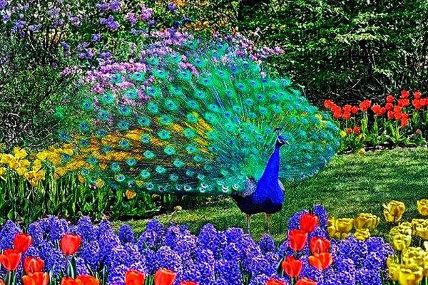 Павлин в саду