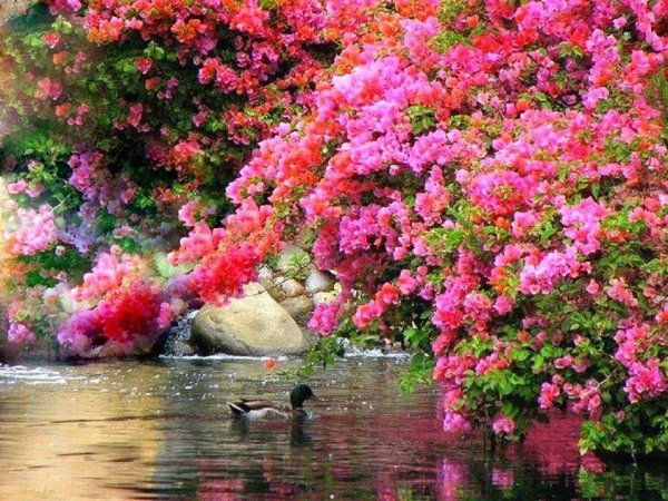 Сад с цветами