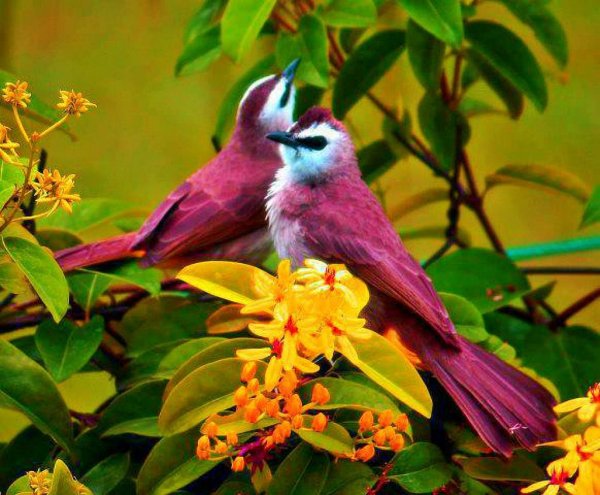 Яркая птица на ветке