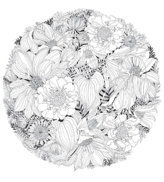 Раскраски цветов