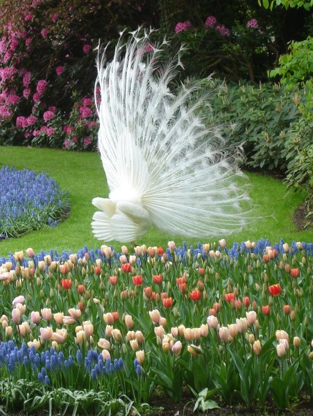 Павлин альбинос распускает хвост