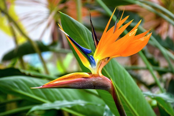 Мой Райский цветок