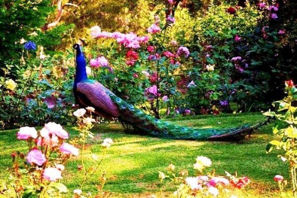 Павлины в цветах