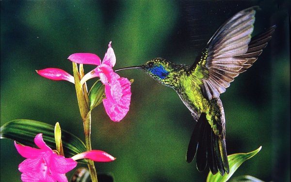 Алмазная мозаика Colibri