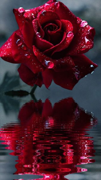 Красивые яркие цветы