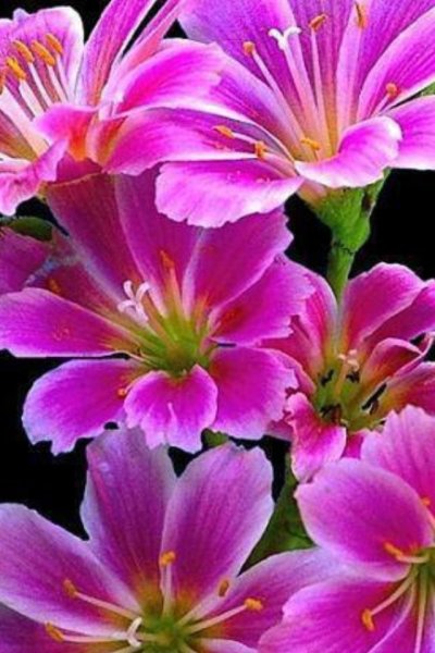 Фиолетовая роза на черном фоне