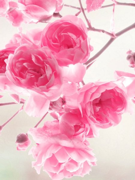 Заставки 320х240