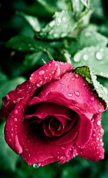 Фон розы бабочки