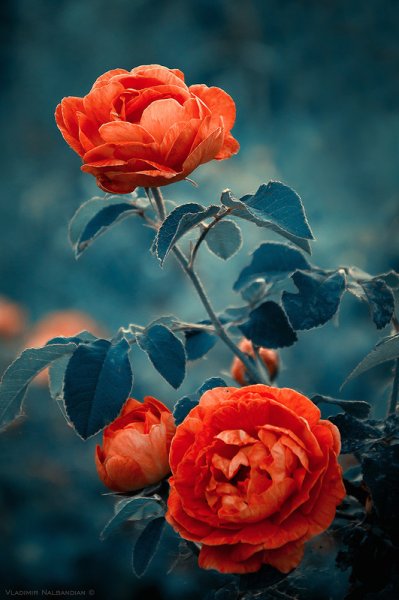 Красивые блестящие цветы