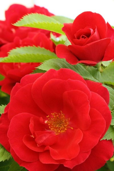 Анимационные цветы