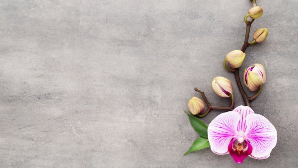 Фотофон с орхидеями