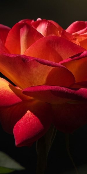 Цветы с блестками живые