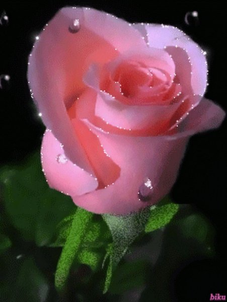 Цветы на темном фоне обои