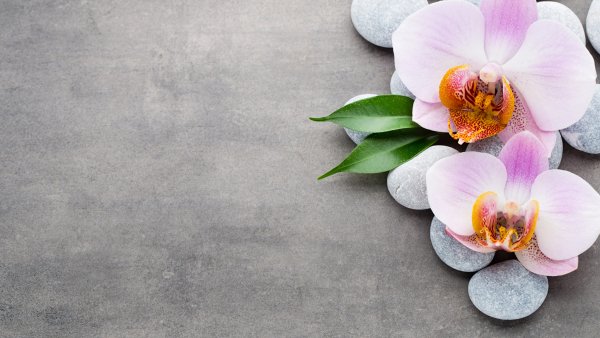 Орхидея и камни