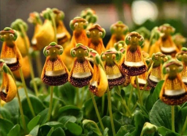 Кальцеолярия Унифлора (Calceolaria uniflora)