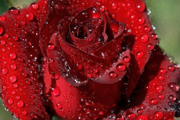 Роза в росе