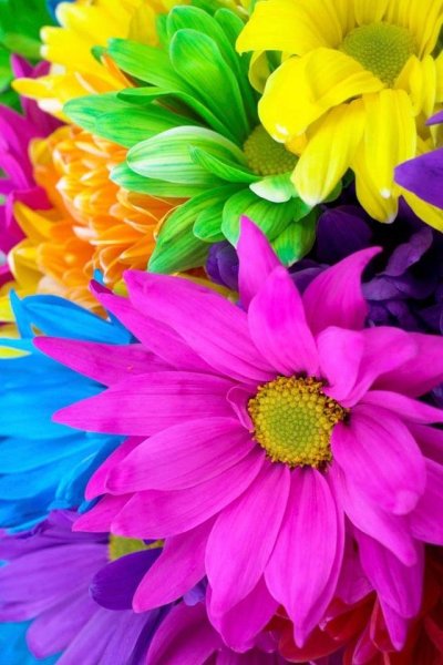 Яркие сочные цвета