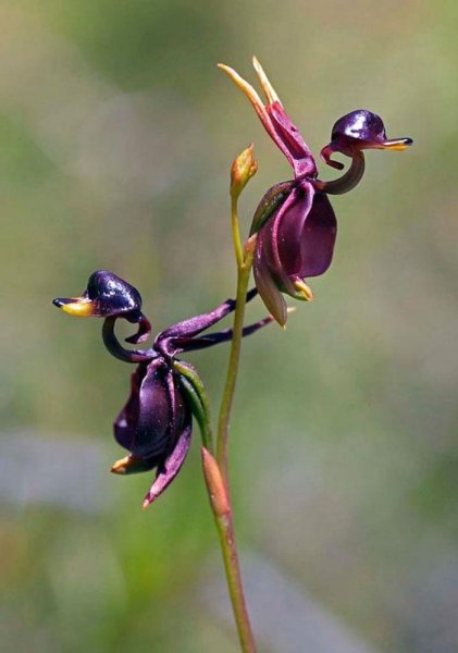 Орхидея Калания (Caleana Major)
