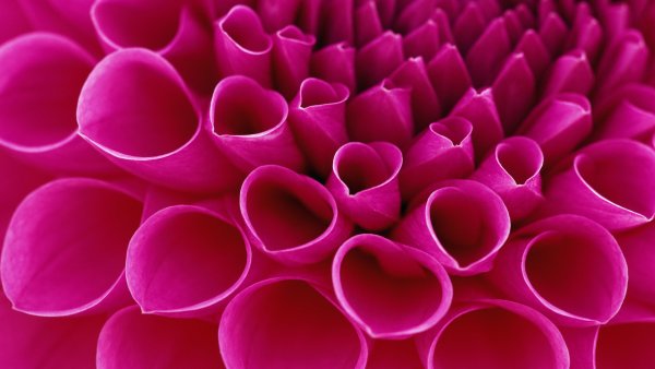 Летние ягоды