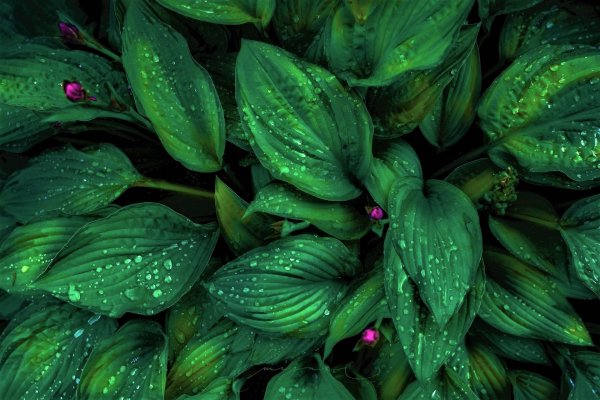 Весна цветы