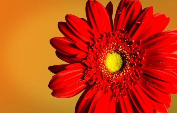 Обои на рабочий стол маки