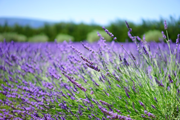 Бетта Лаванда (Lavender):