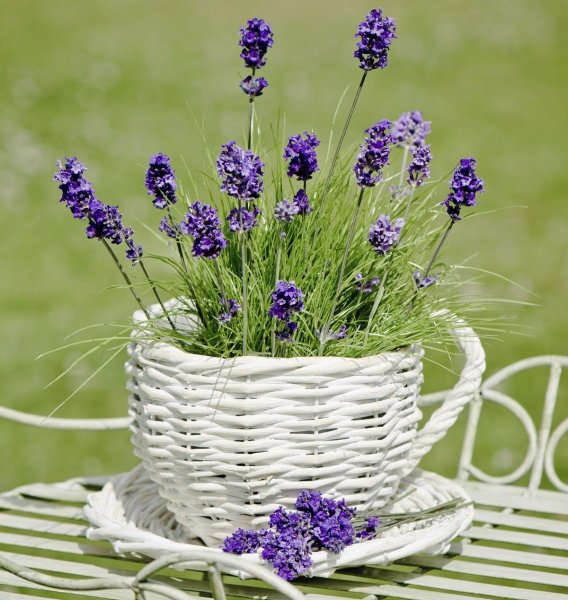 Лаванда (Lavandula)