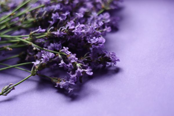 Цветки лаванды засахаренные