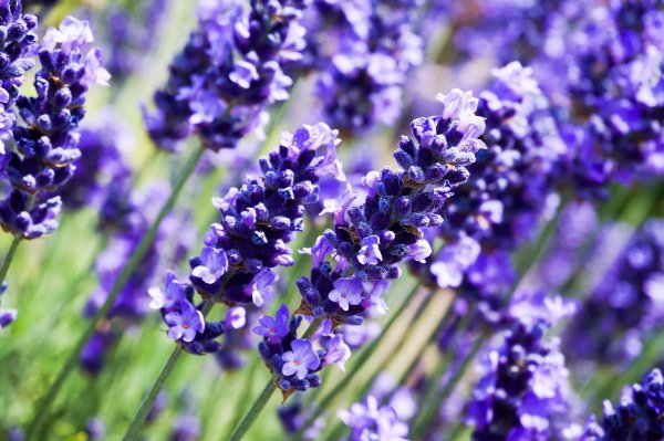 Лаванда (Lavandula)