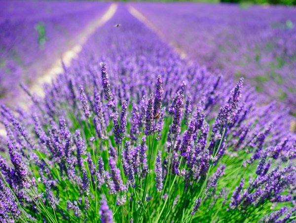 Лаванда Крымская синева