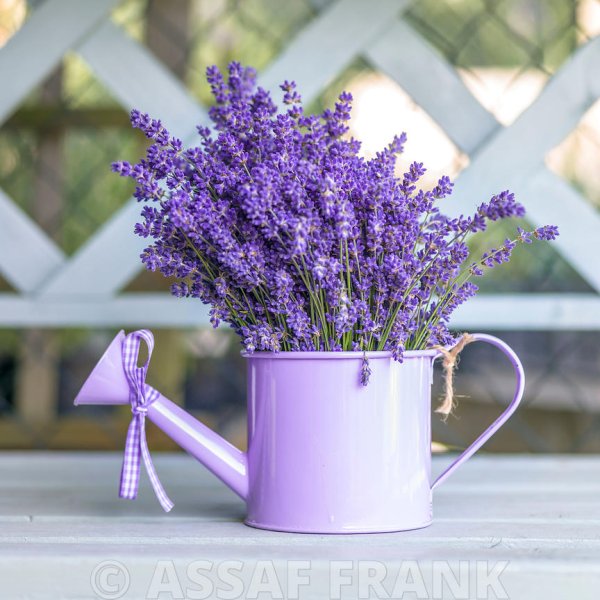 Lavender Лаванда Decor