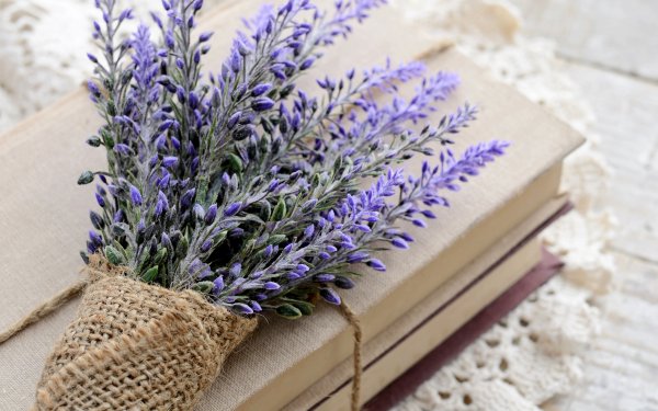 Лаванда - Lavandula d10 h20