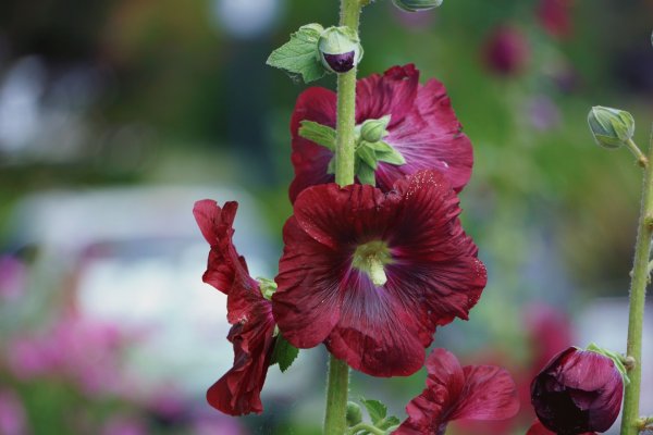 Hollyhock Мальва