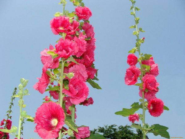 Шток роза индийская Весна