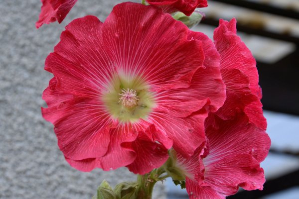 Шток-роза Hollyhock