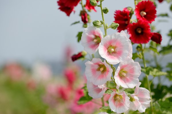 Шток-роза Хало