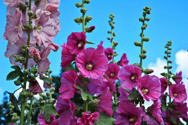 Цветки мальвы